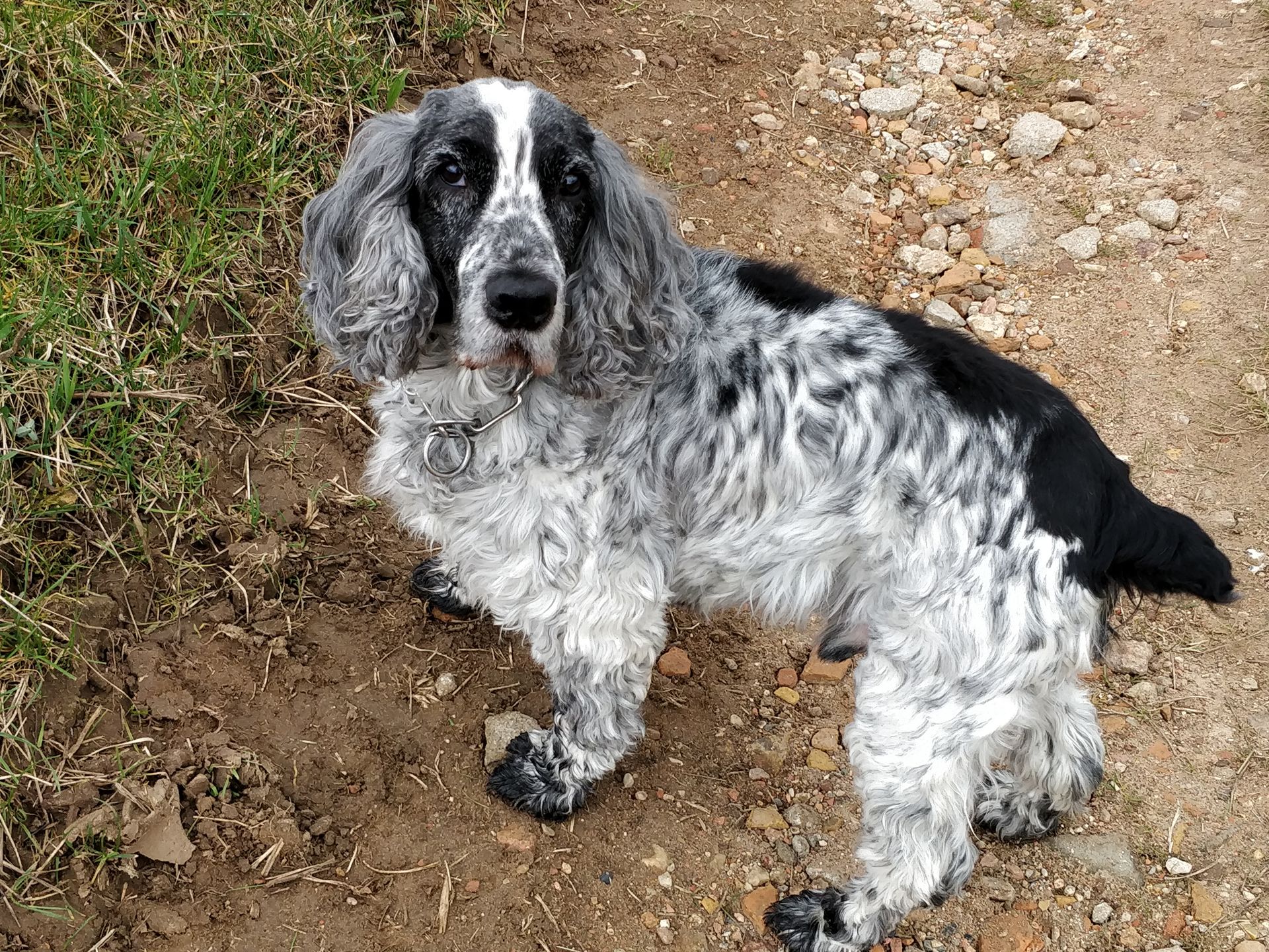 cocker gris blanc et noir