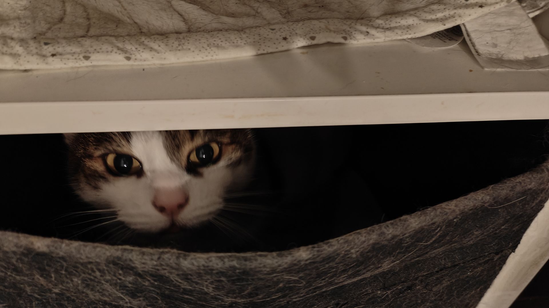 chat dissimulé dans un panier