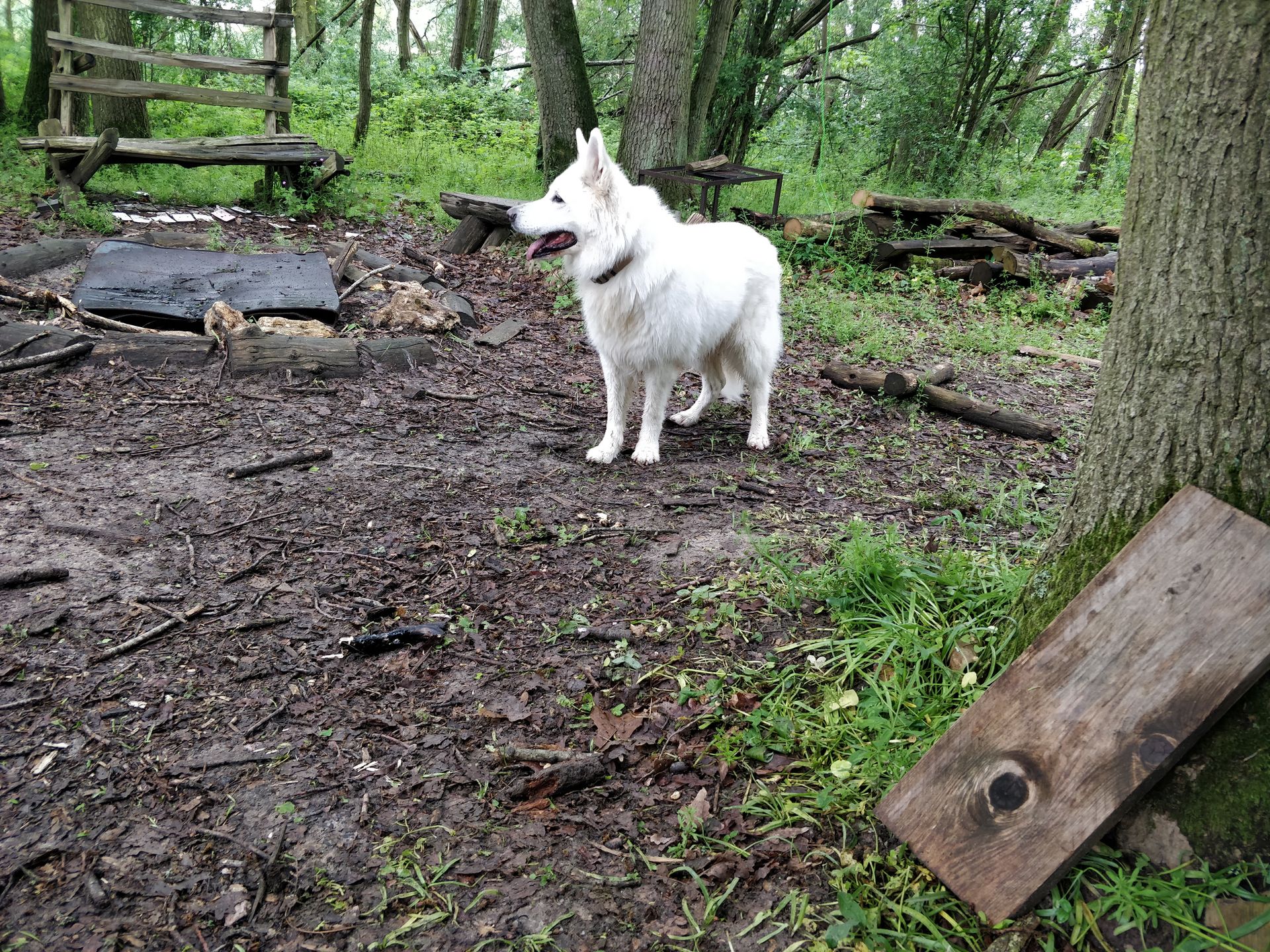 berger suisse blanc dans les bois