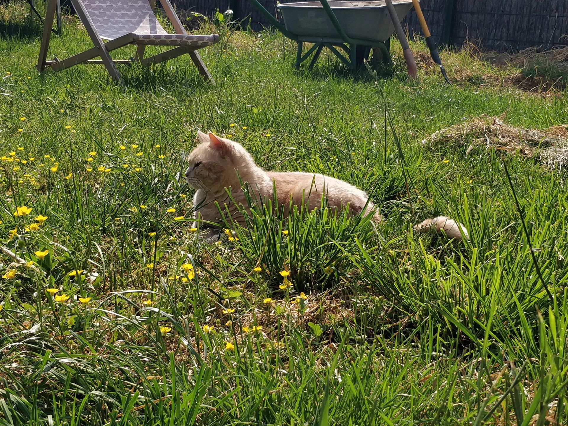 chat roux couché dans l'herbe
