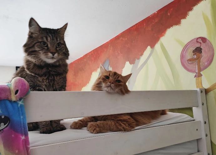 deux chats sur un lit mezzanine
