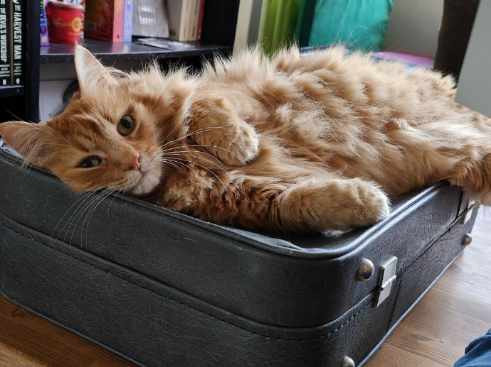 chat roux couché sur valise