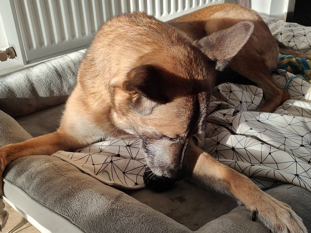 malinois qui lèche sa balle