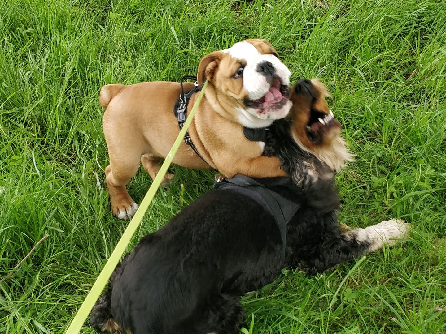 bulledog et cocker qui jouent