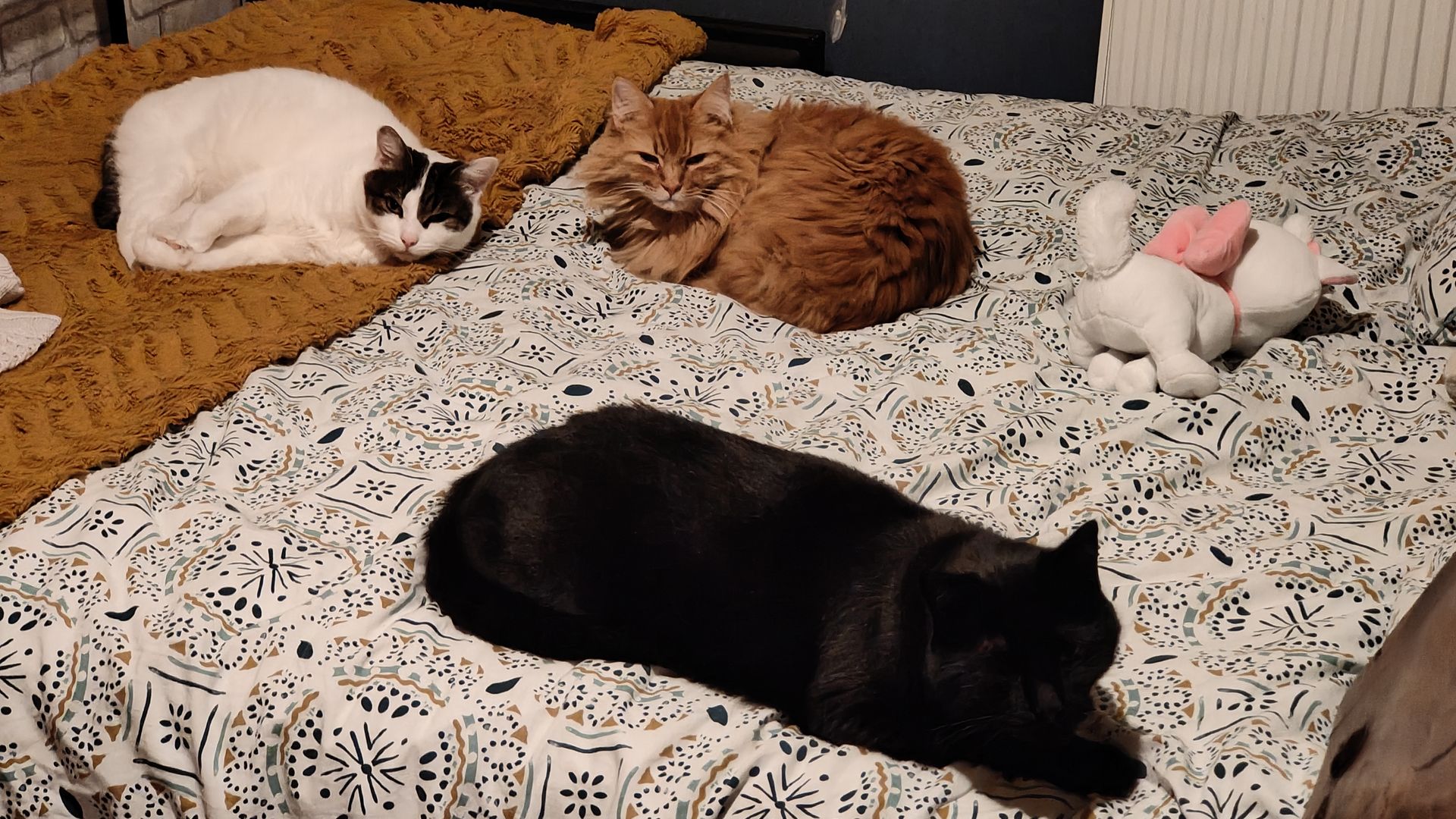 3 chats sur un lit
