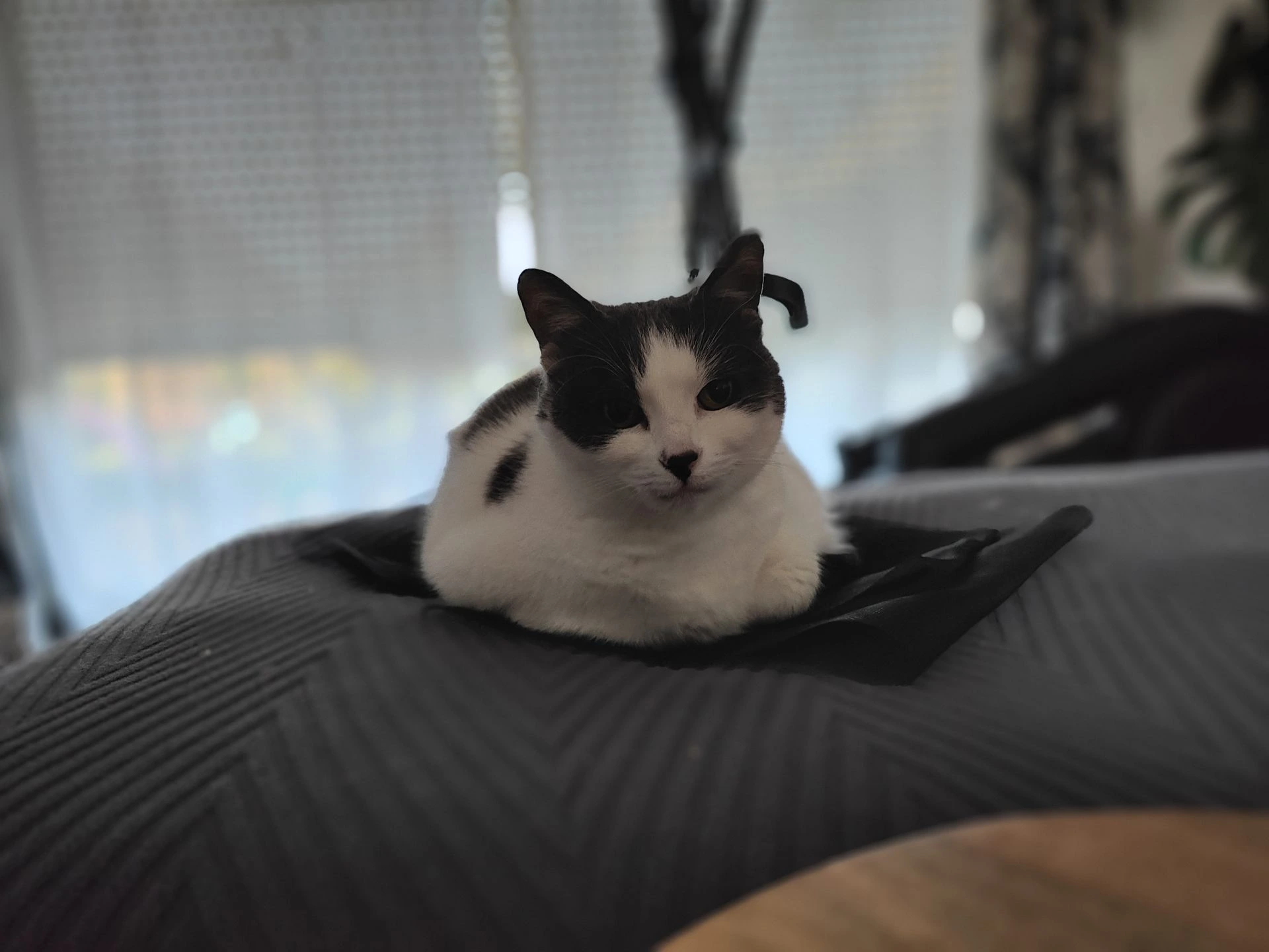 chat noir et blanc sur un sofa